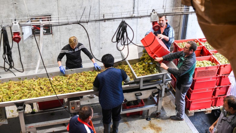 Почти 200 млн. лева е бюджетът за инвестиции в лозаро-винарския сектор