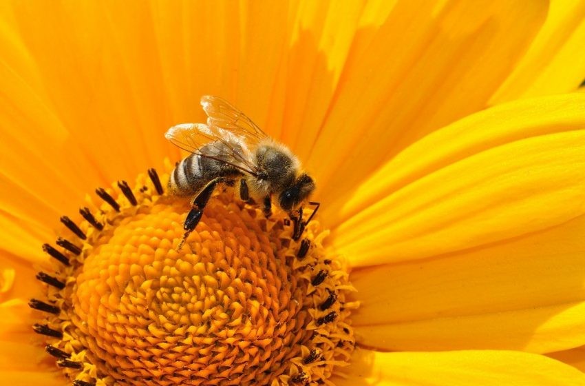 Днес отбелязваме Световния ден на пчелите