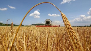    Междувременно Румъния очаква рекордна реколта от 10,5 милиона тона за 2024-2025 г.