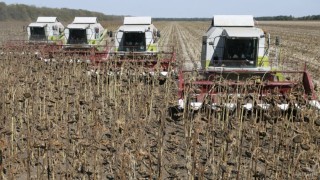 Тази година кампанията по прибиране на реколтата от маслодаен слънчоглед стартира по-рано от обичайното