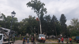    На мястото на премахнатото дърво и след прочистване на кореновата система ще бъдат засадени други дървесни видове