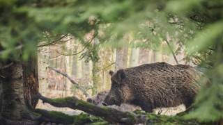 Разрешен е и груповият лов на местен дребен дивеч