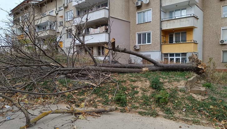 Десетки паднали дървета и клони след бурята в област Русе