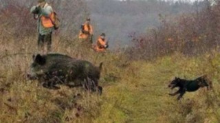    В ловните площи на Ловно-рибарската дружина в гр. Ветово те отстрелват 11 глигана.